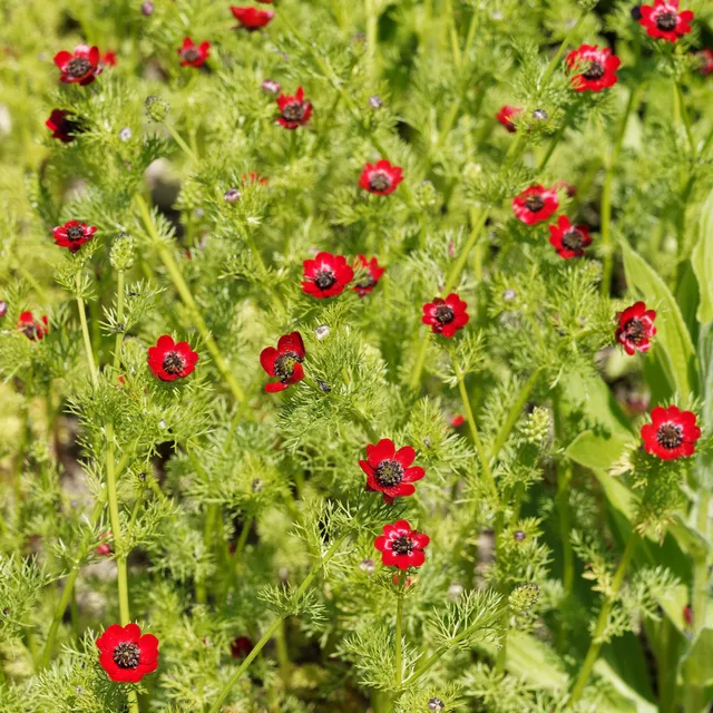 Bakker Deep Red graines adonis d'été rouge 2 g