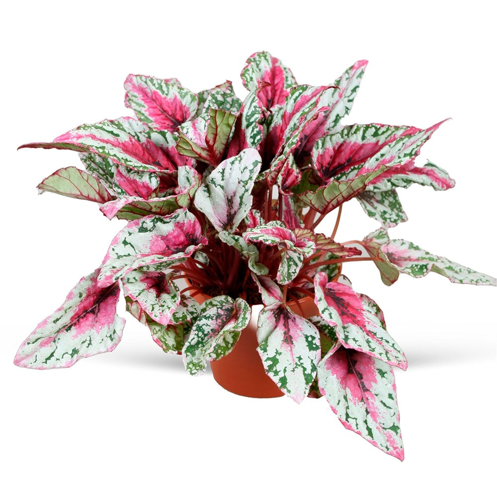 Bakker Begonia 'Maui Sunset' plante d'intérieur pot Ø 12 cm rose argent
