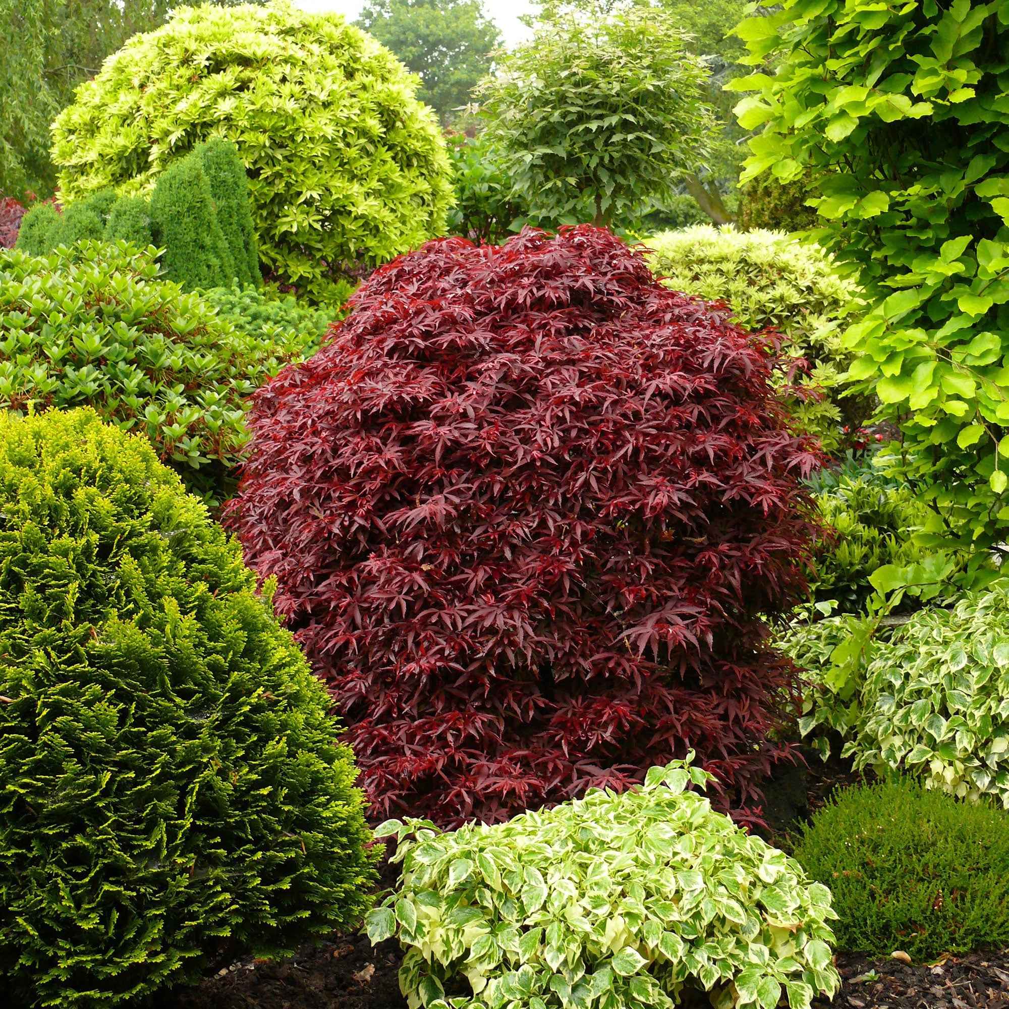 Bakker Érable du Japon Shaina arbuste pot 2L 20-30cm rouge