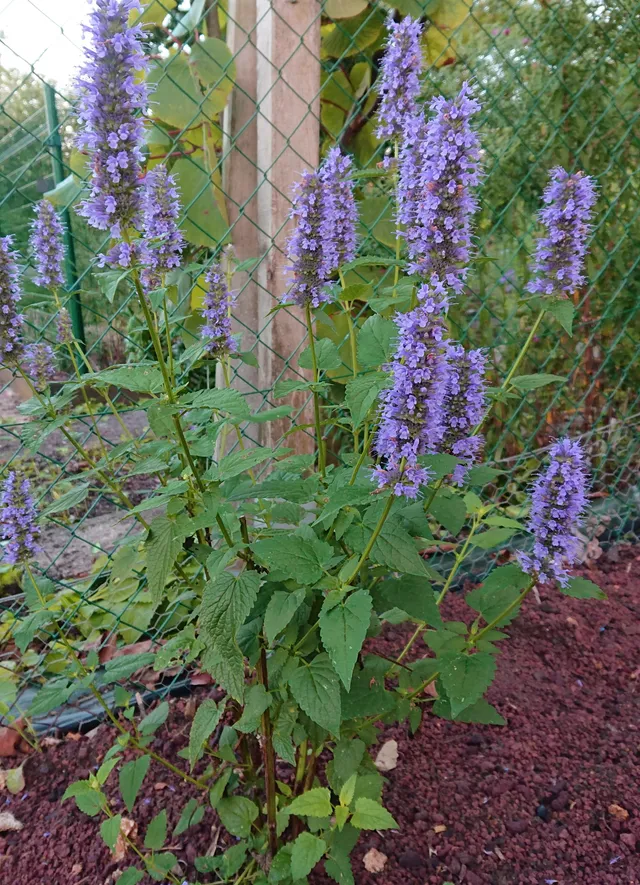 Passion Vivaces Agastache Blue Fortune plante vivace bleue