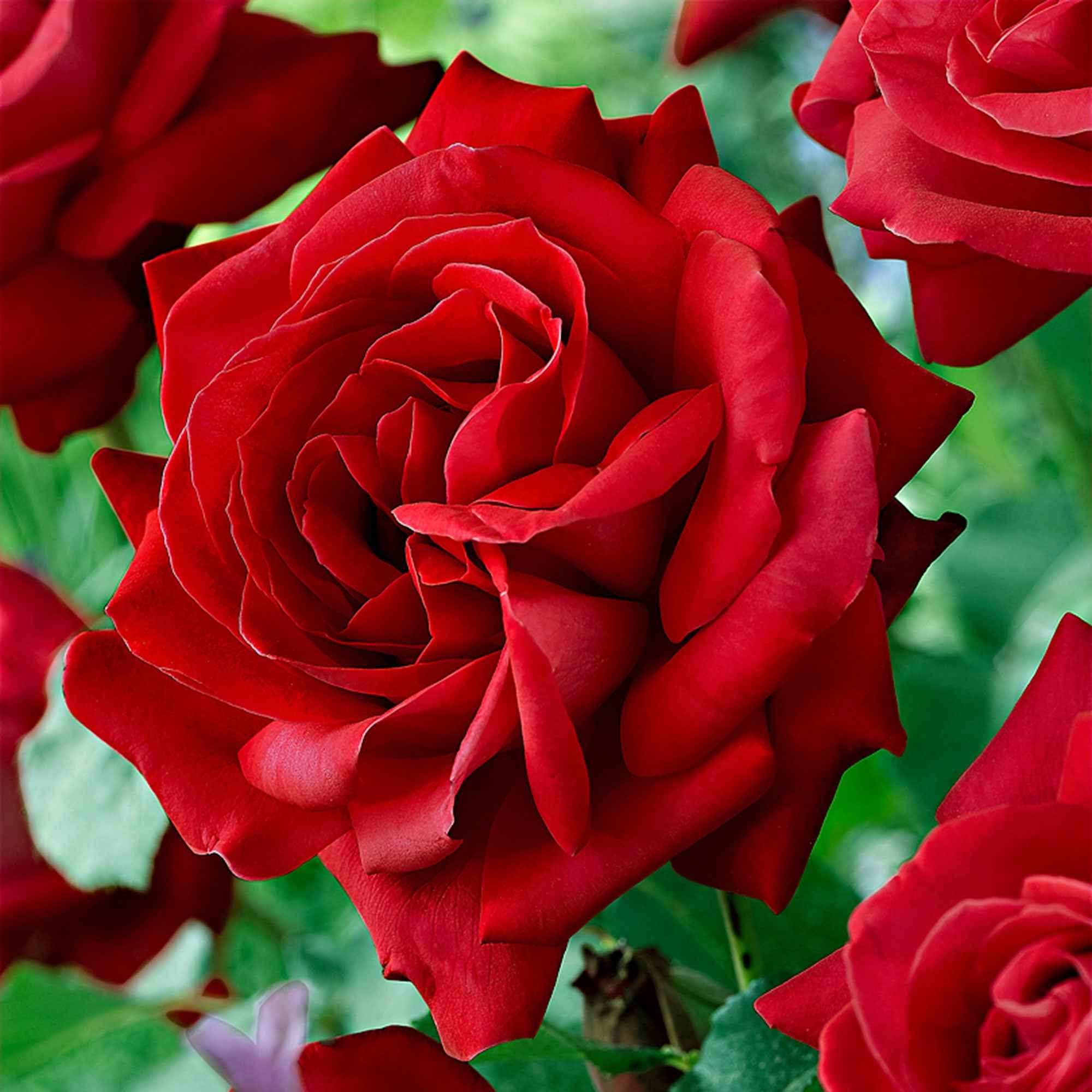 Bakker Rosiers Dame de Coeur rosier à grandes fleurs pot 4L rouge
