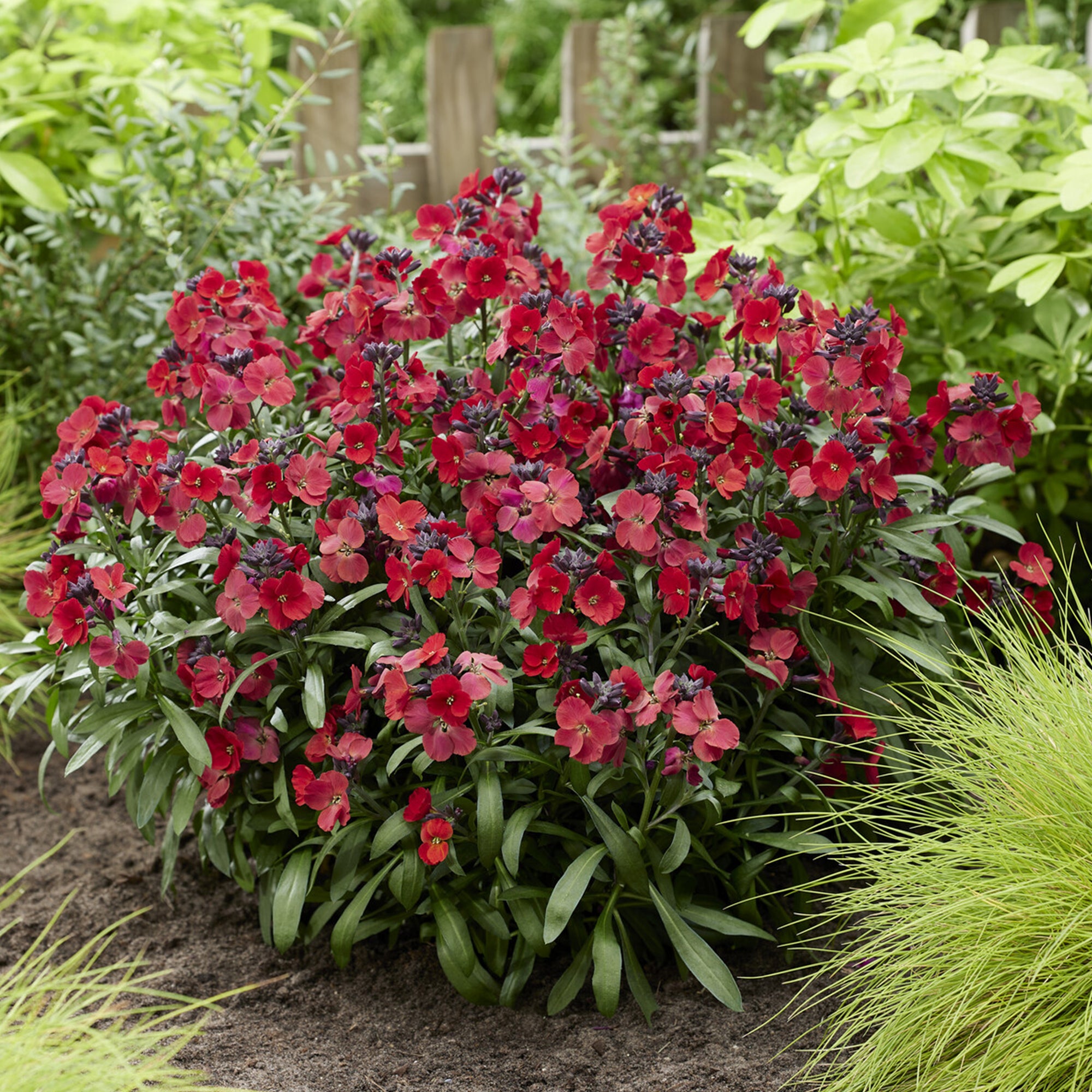 Bakker Giroflée Colour Vibe Red fleur rouge godet 9cm