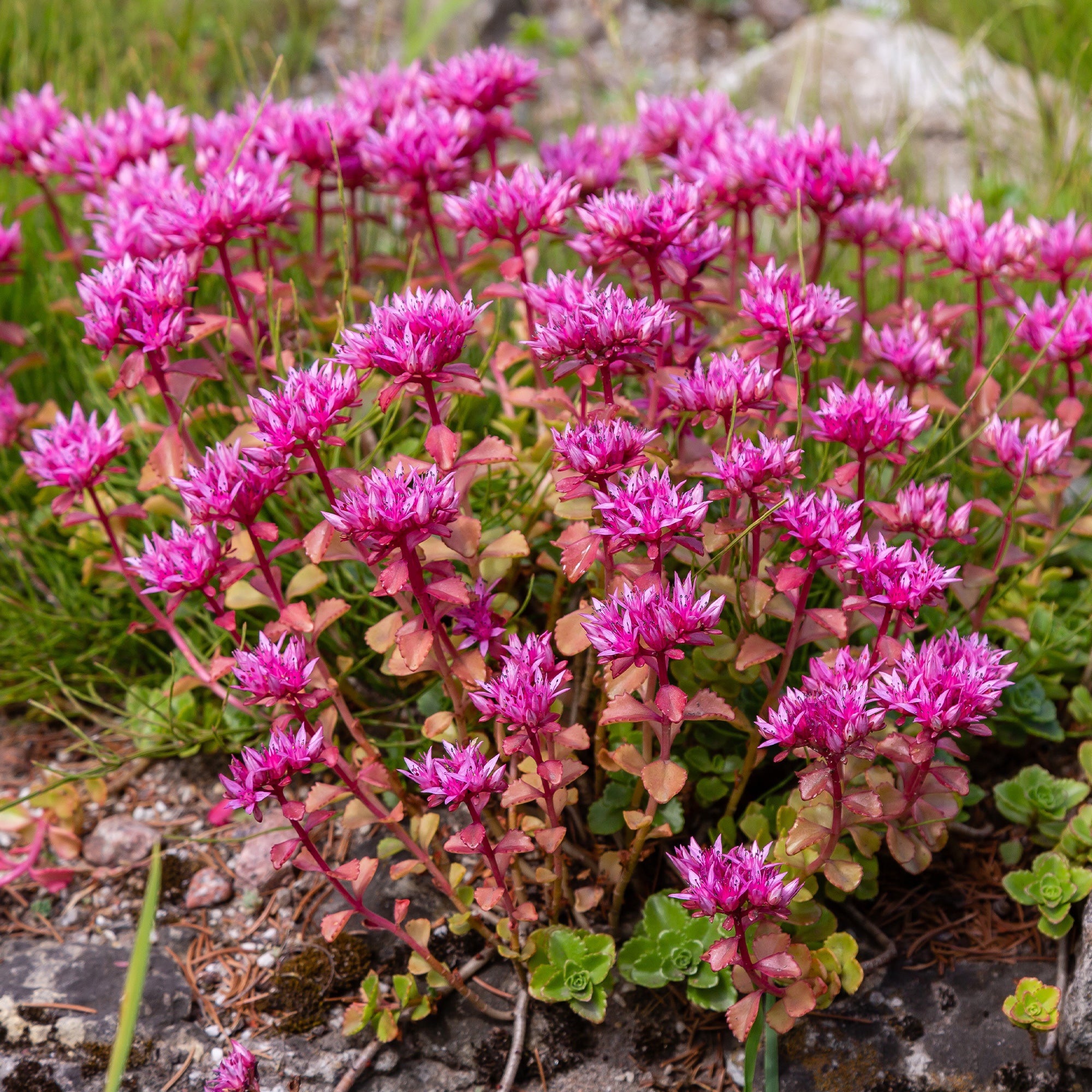 Bakker Collection 12 plantes vivaces fleuries multicolore 2m²