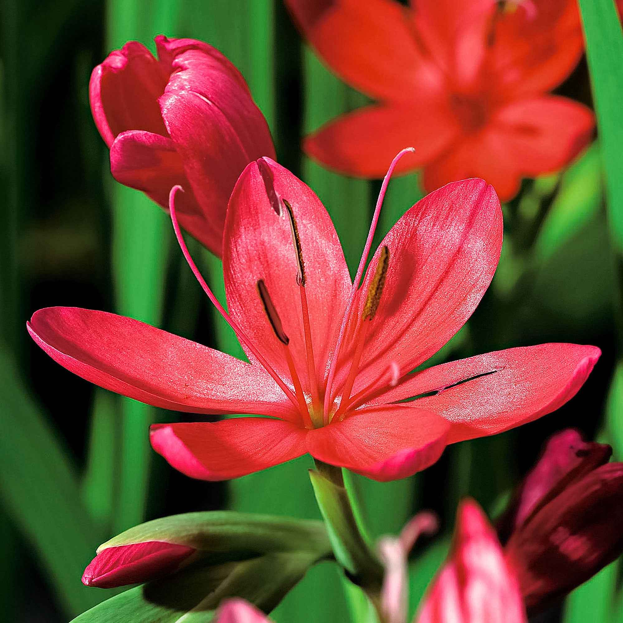Bakker Lys des cafres Major plante de bassin pot Ø9cm fleur rouge
