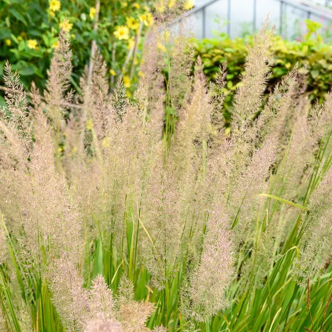 Bakker Herbe aux diamants graminée pot 8cm rose crème