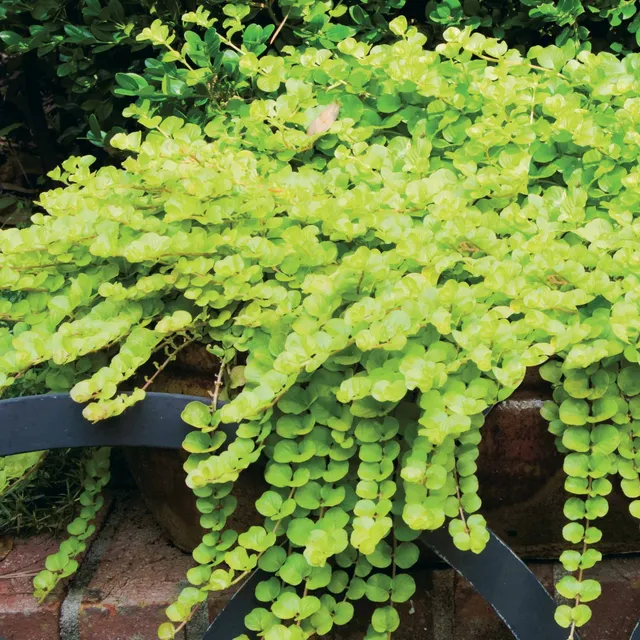 Bakker Lysimaque doré Herbe aux écus vivace 3 pots 9cm
