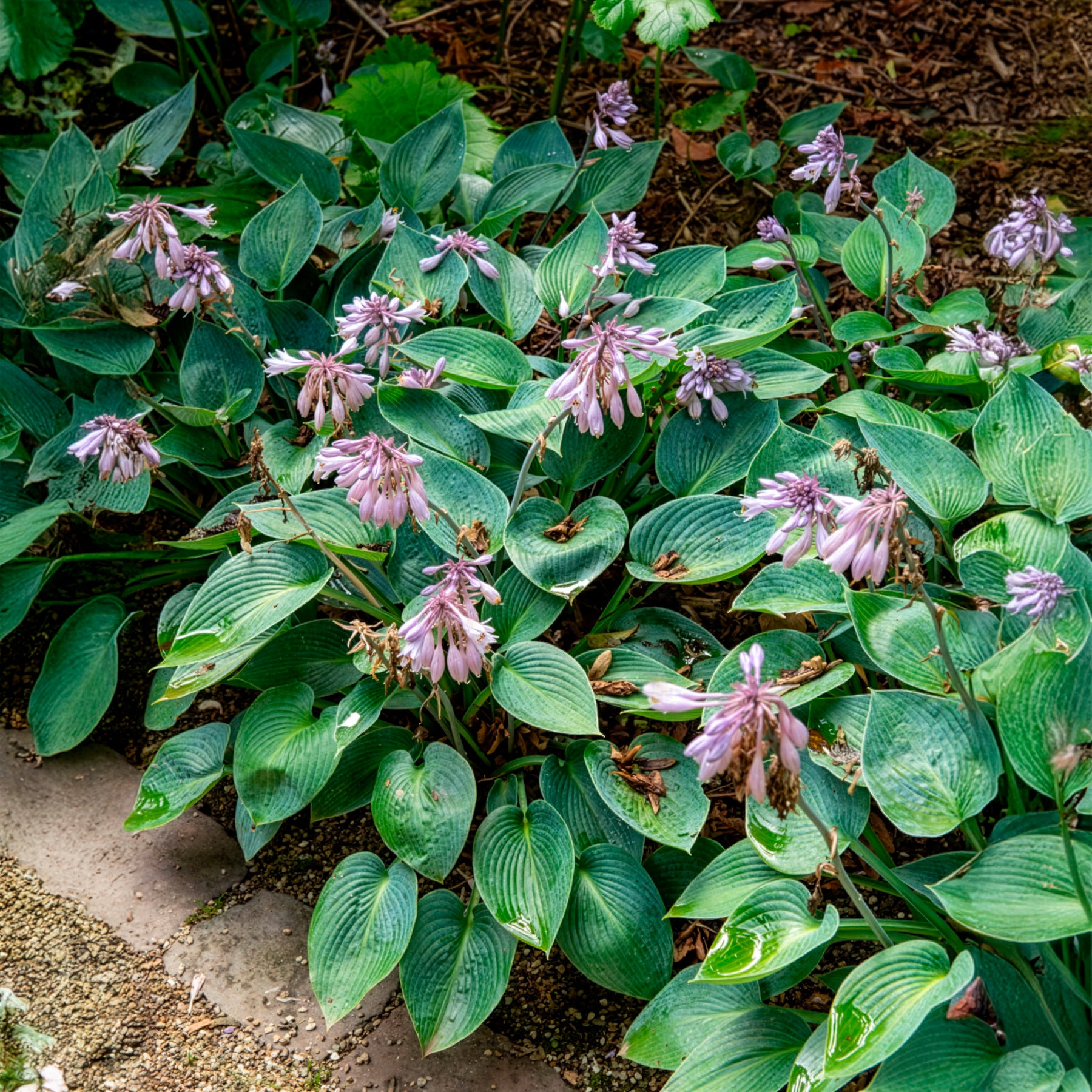 Bakker Hosta Halcyon vivace bleue pot 8 cm ombre