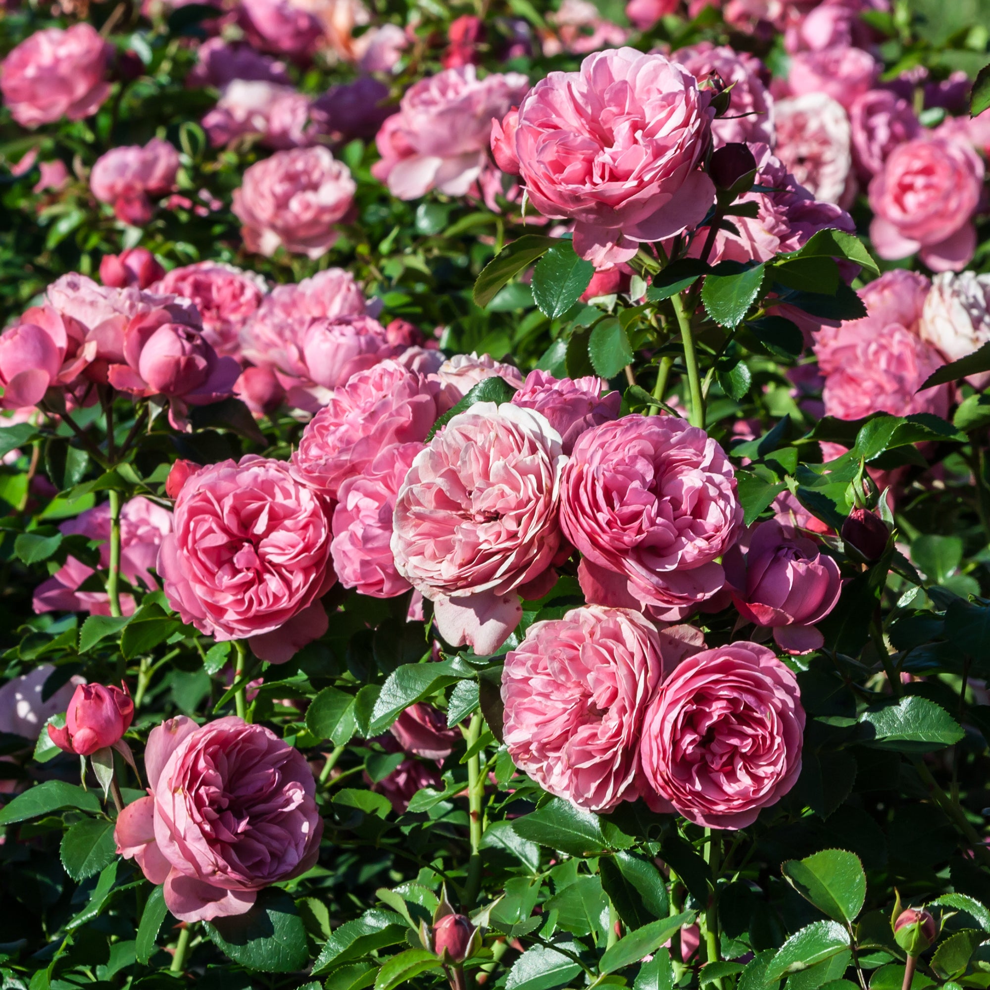 Bakker Rosiers Leonard de Vinci rosier motte rose