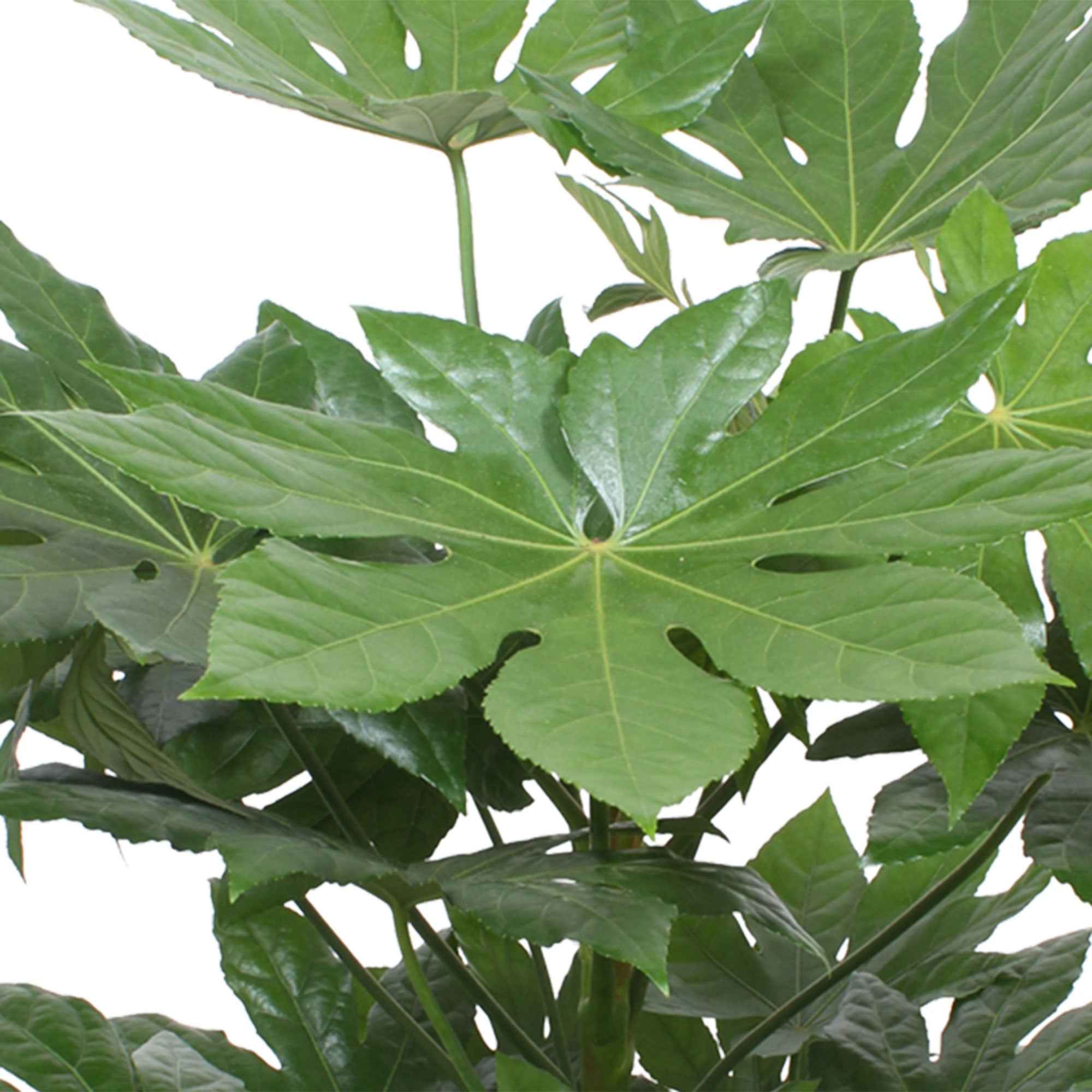 Bakker Aralia du Japon Fatsia japonica plante verte pot Ø9cm