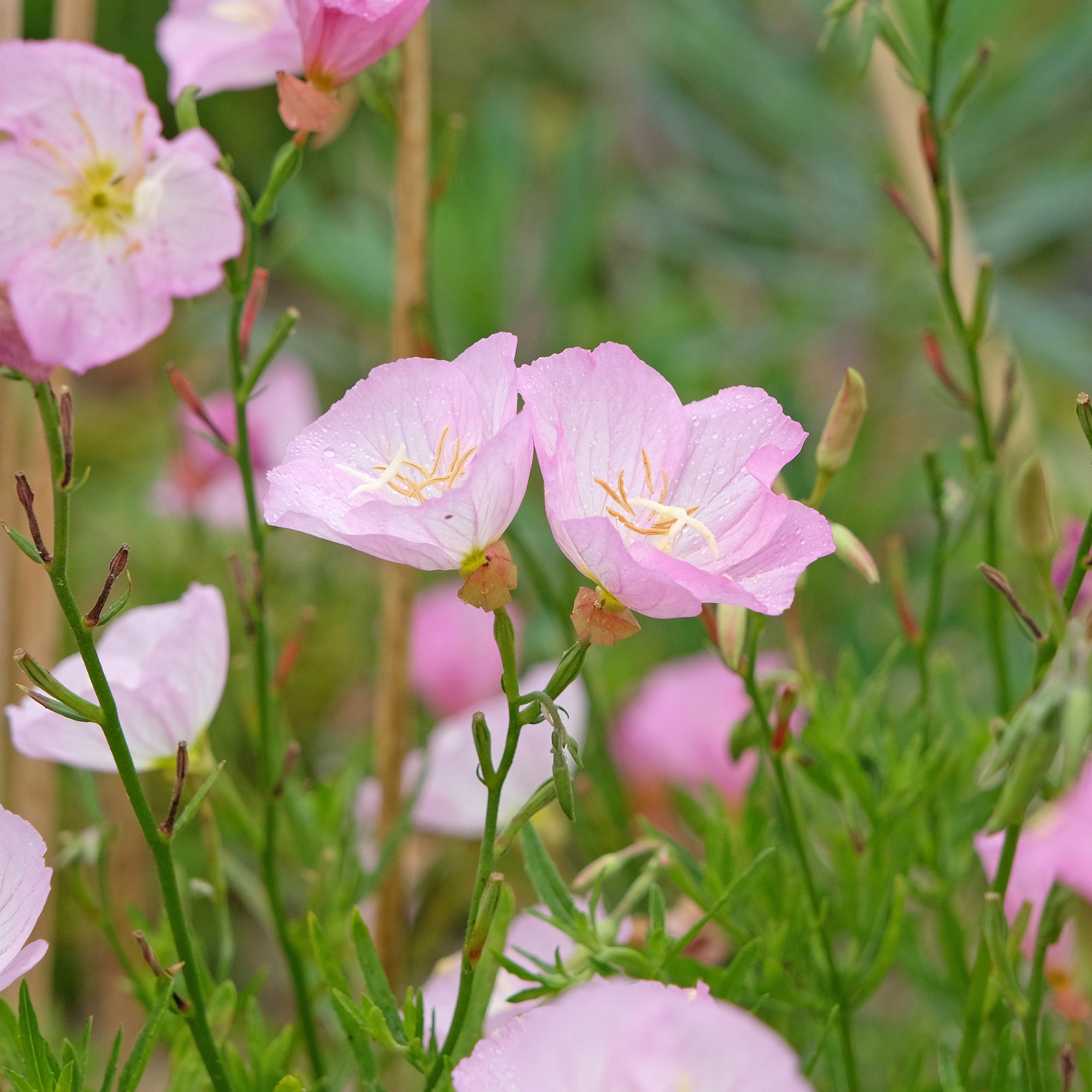 Bakker Vivaces Oenothère Siskiyou Pink 2 pots Ø9cm