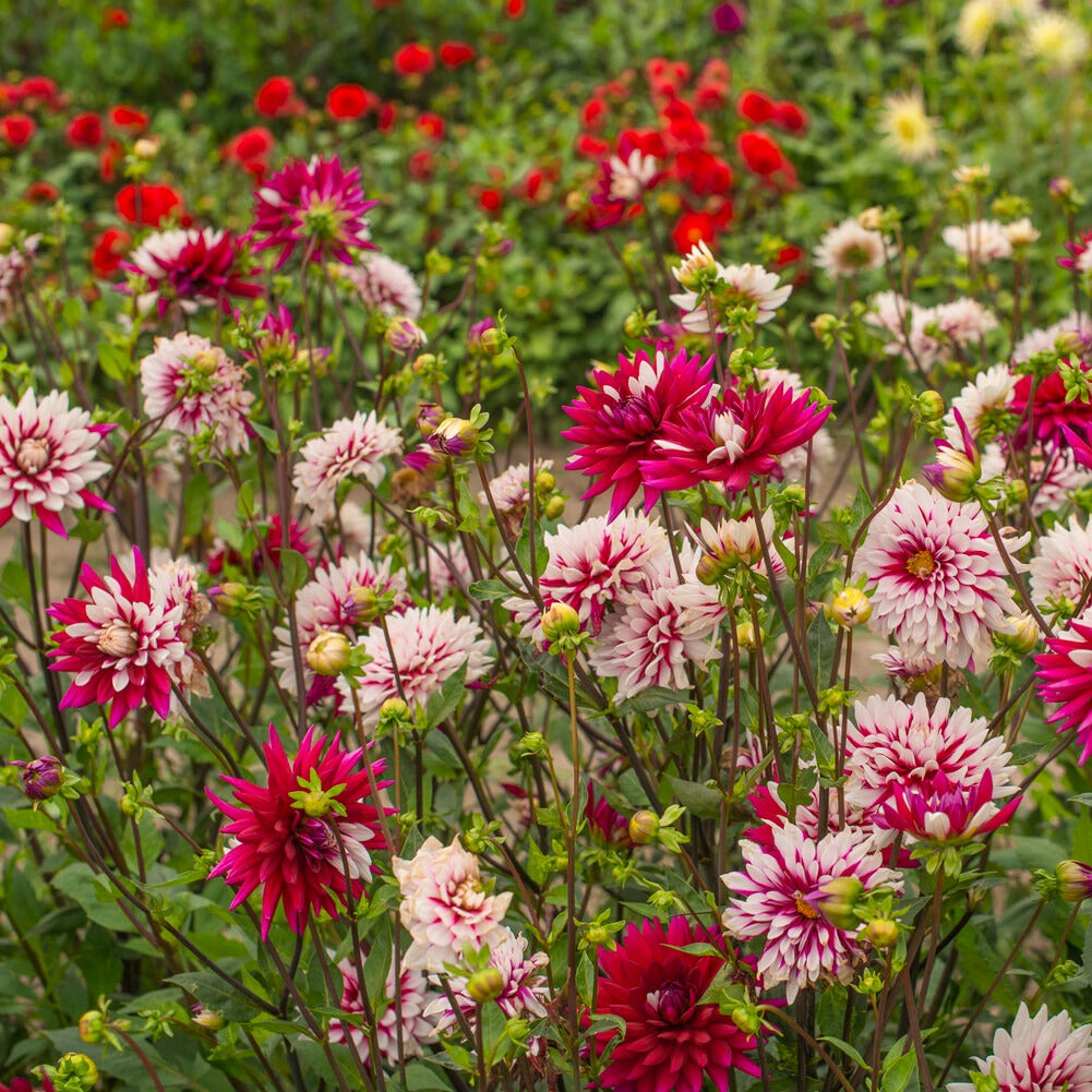 Bakker Dahlia Rebecca's World bulbe sachet 3 bicolore