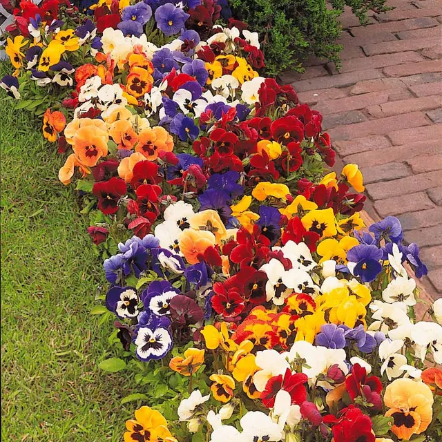 Bakker Pensées géantes Suisse mélange 3 pots 9cm multicolore