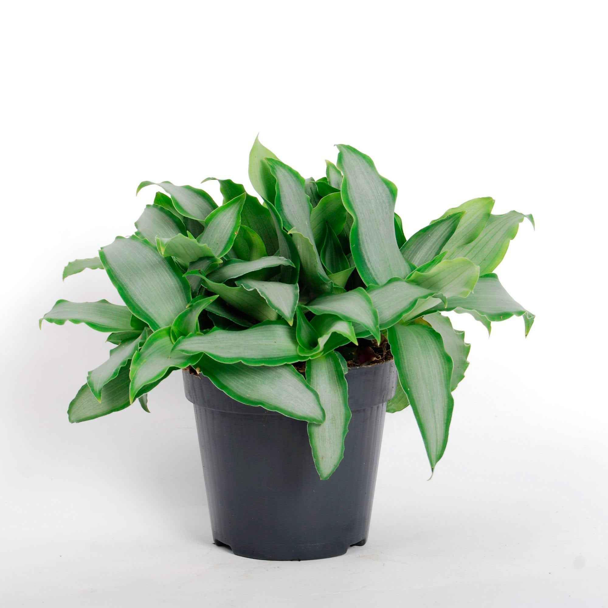 Bakker Murdannia Bright Star plante verte pot Ø12cm 20-30cm