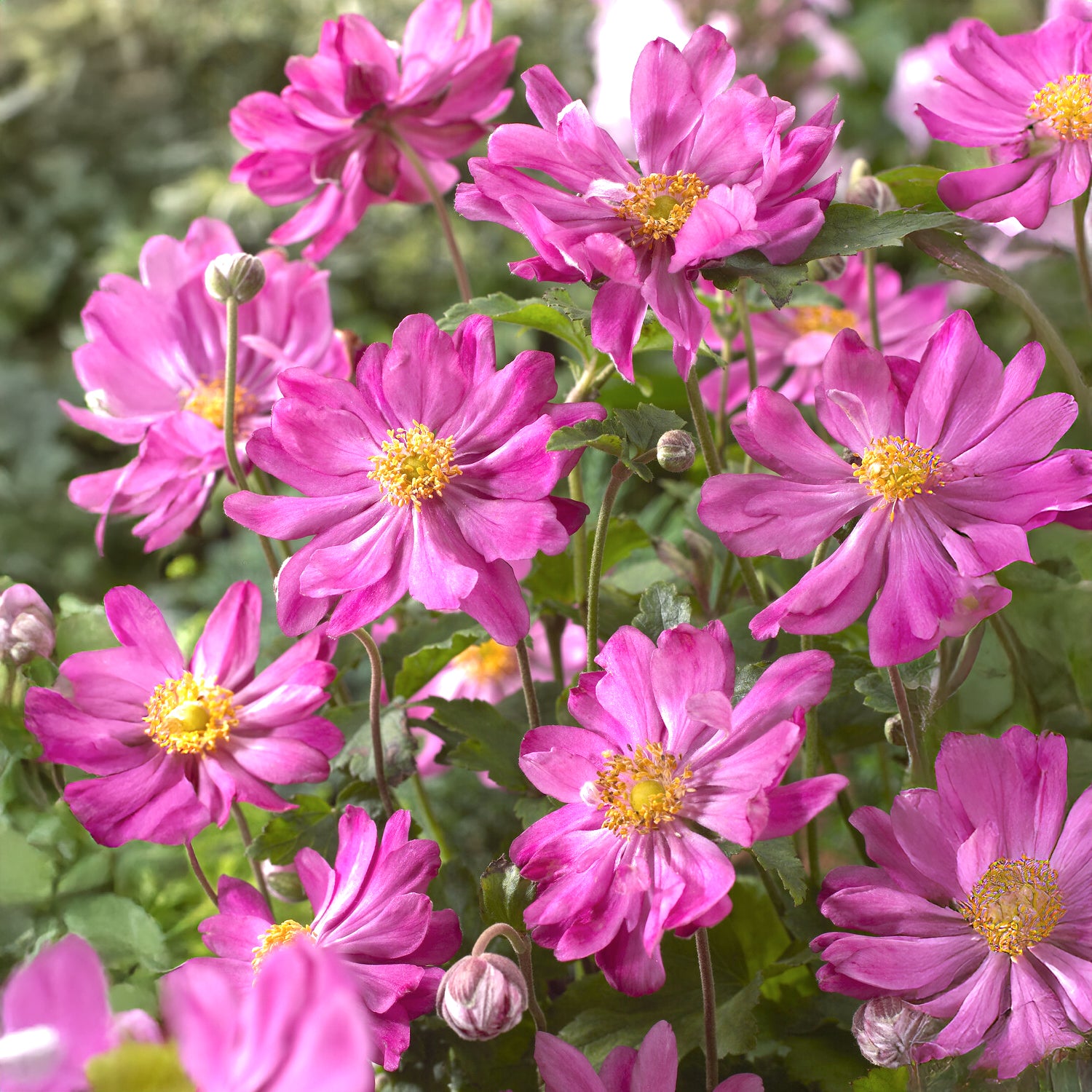 Bakker Plantes vivaces Anémone Japon Prinz Heinrich fuchsia pot 8cm