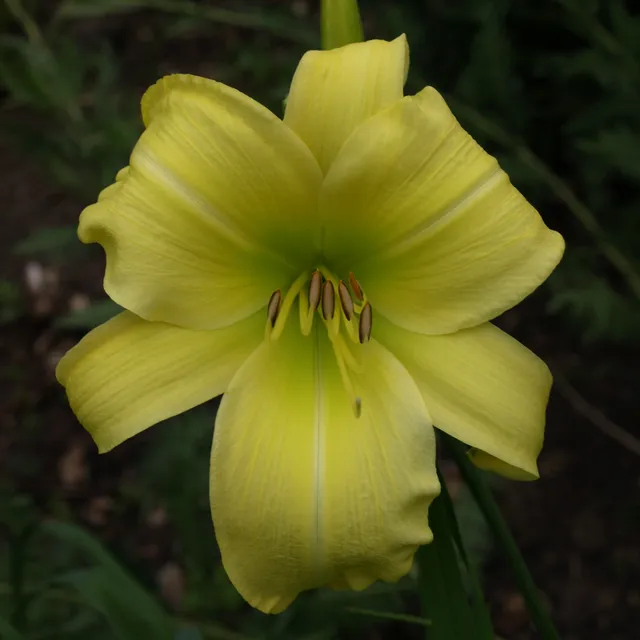Passion Vivaces Hemerocallis Green Valley plante pot 1 litre