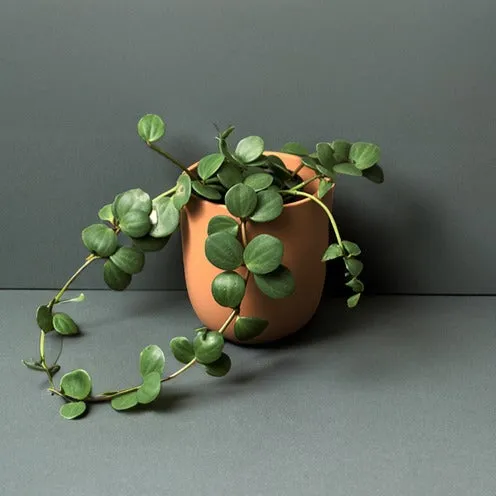 Bakker Pépéromia Hope plante intérieur pot Ø12cm verte