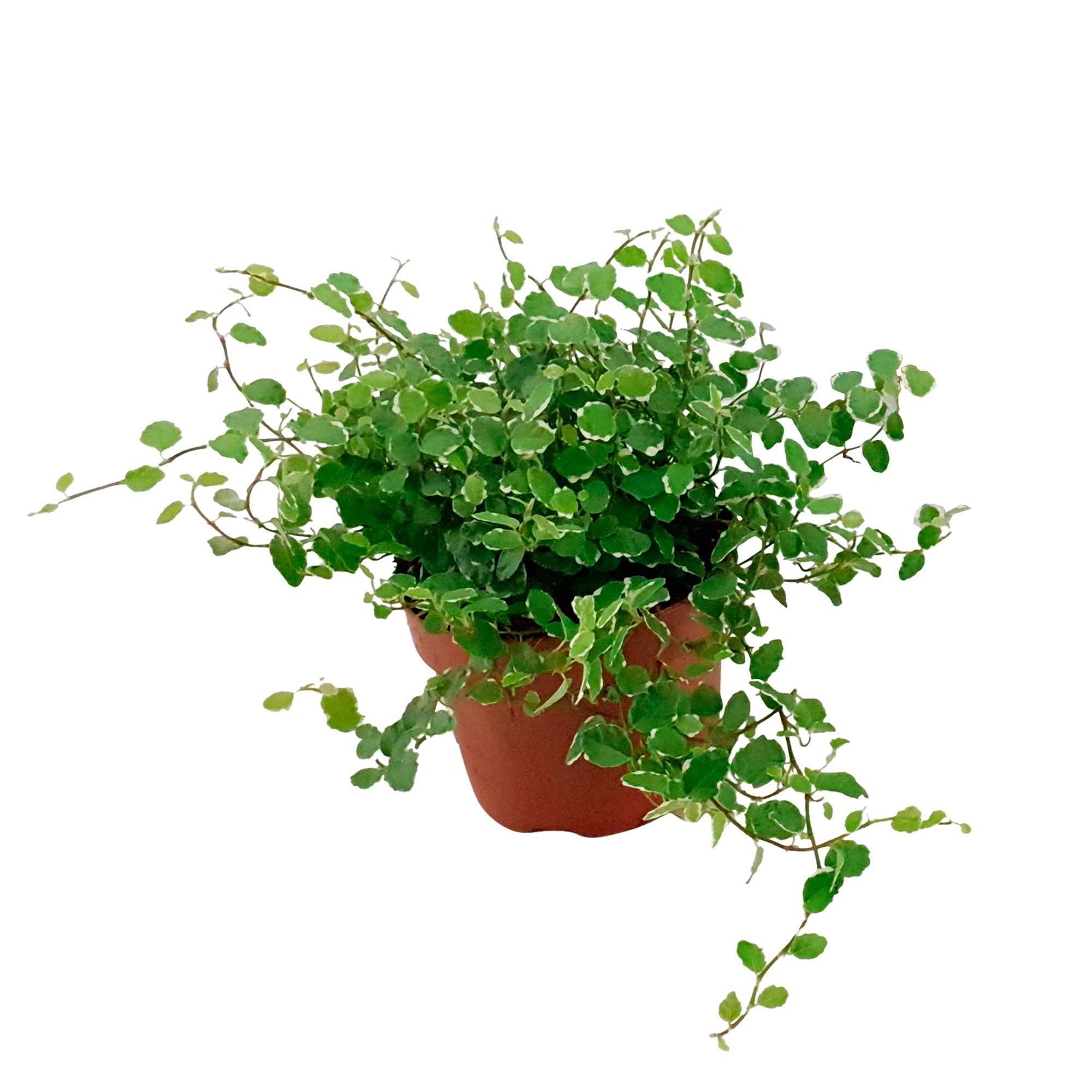 Bakker Ficus pumila White Sunny plante verte pot Ø12cm panaché