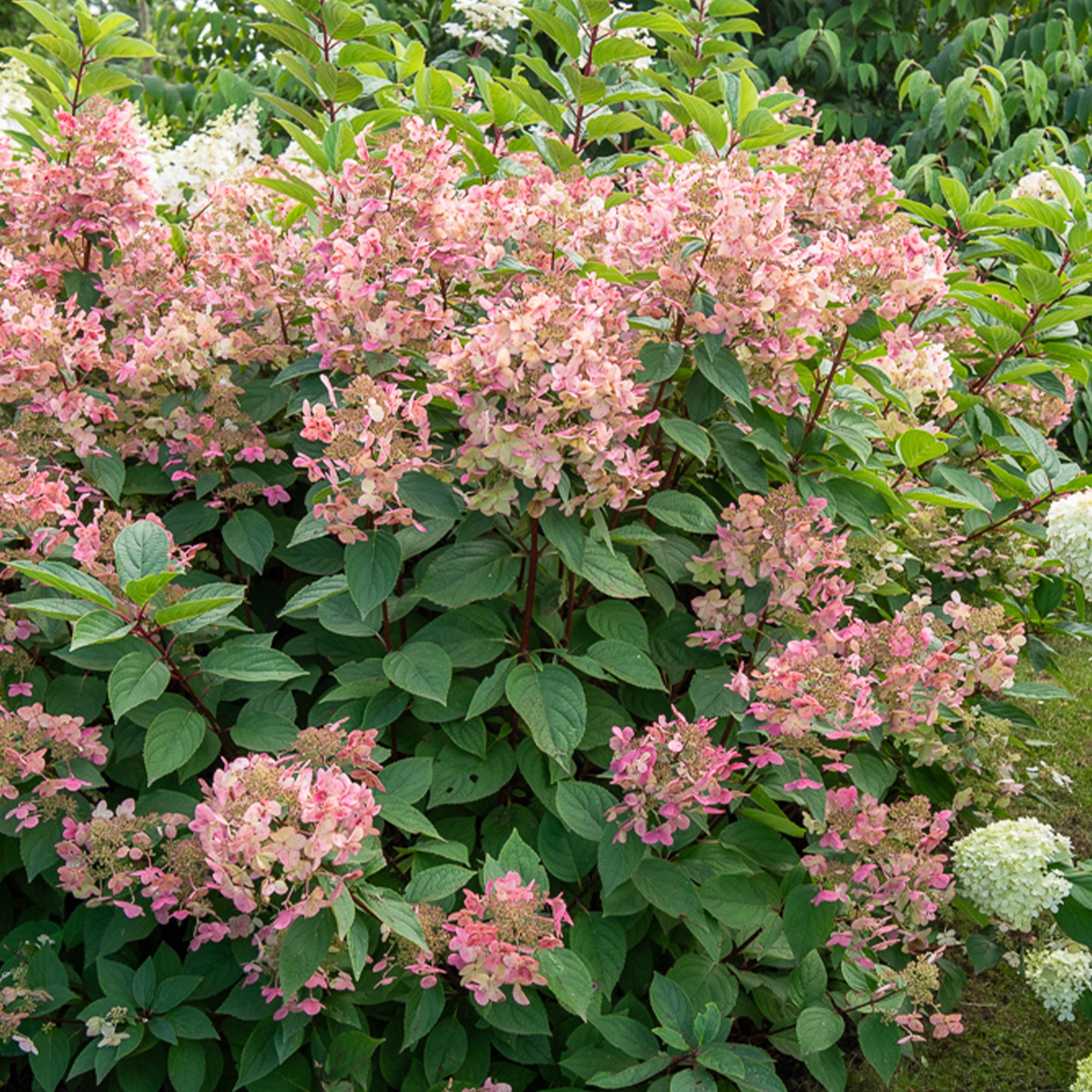Bakker Wims Red hortensia paniculé pot 3L rouge