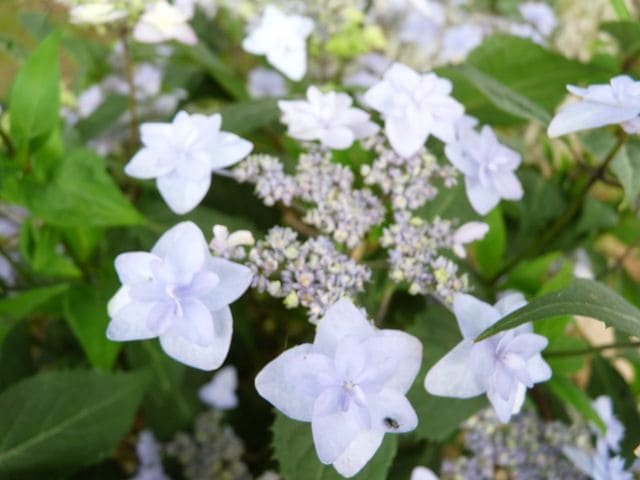 Miyama-yae-murasaki hortensia serrata godet double