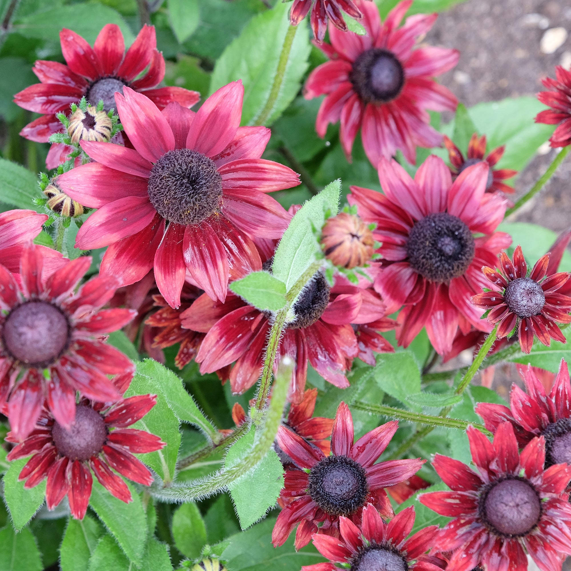 Bakker Rudbeckia Cherry Brandy vivace rouge 2 pots Ø 9 cm