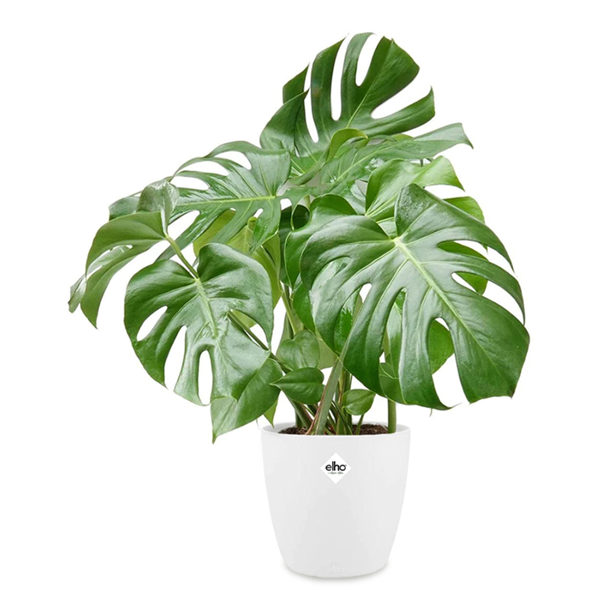 Bakker Monstera Philodendron plante d'intérieur 2 pots Ø17cm blanc