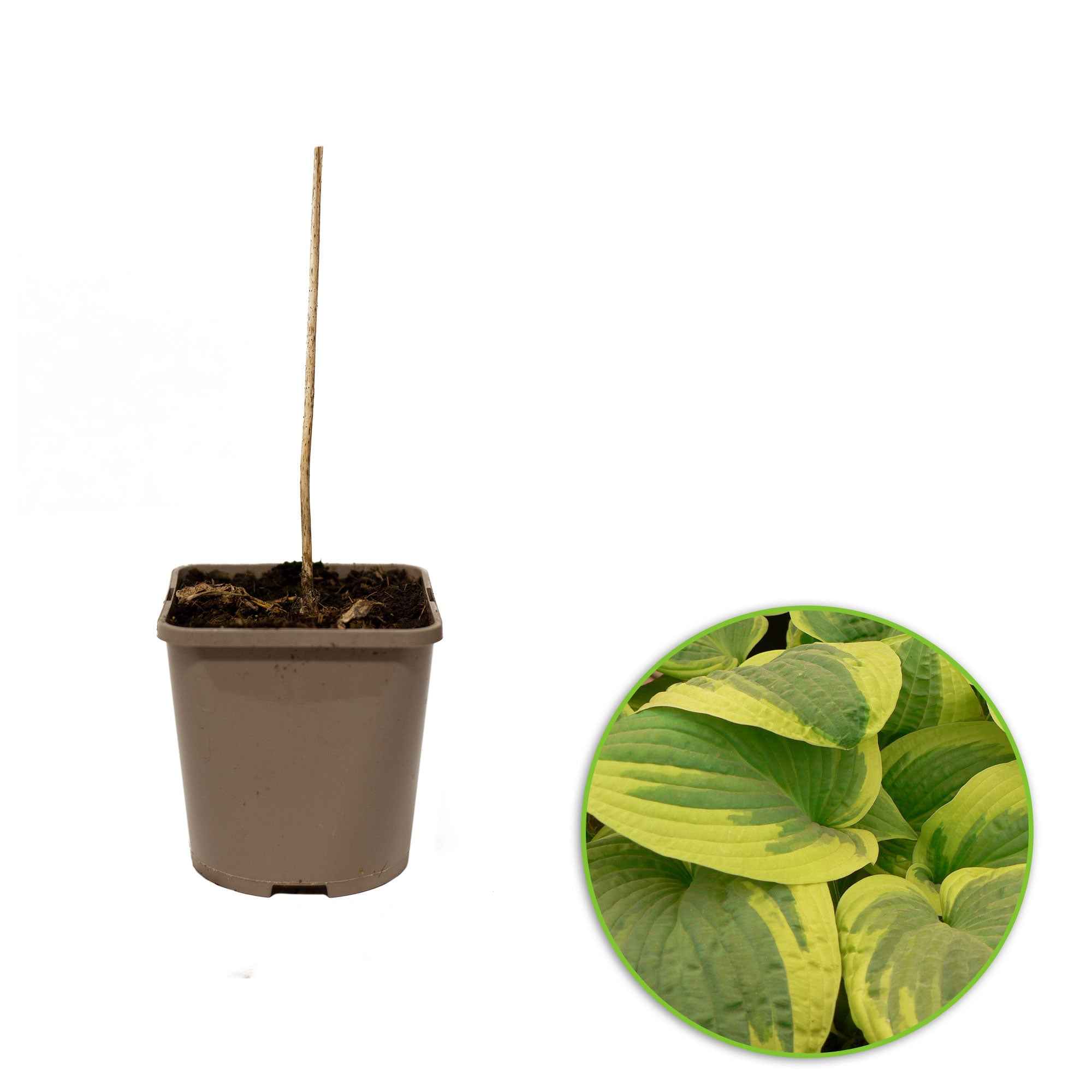 Bakker Vivaces Hosta Wide Brim plante pot Ø9cm panaché