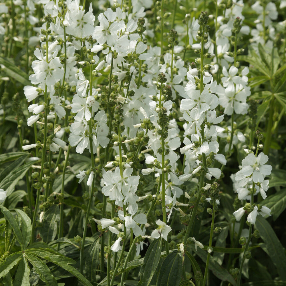 Bakker Sidalcea candida plante vivace pot 9cm blanche soleil