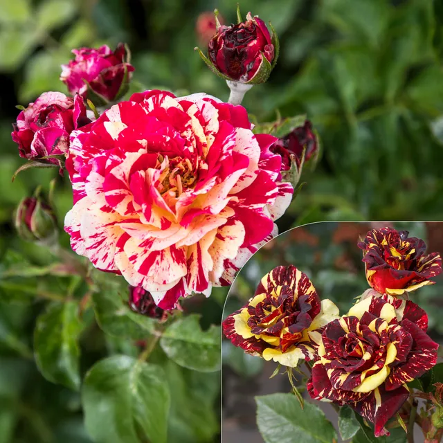 Bakker Rosier Abracadabra Koramsaro buisson multicolore 3L