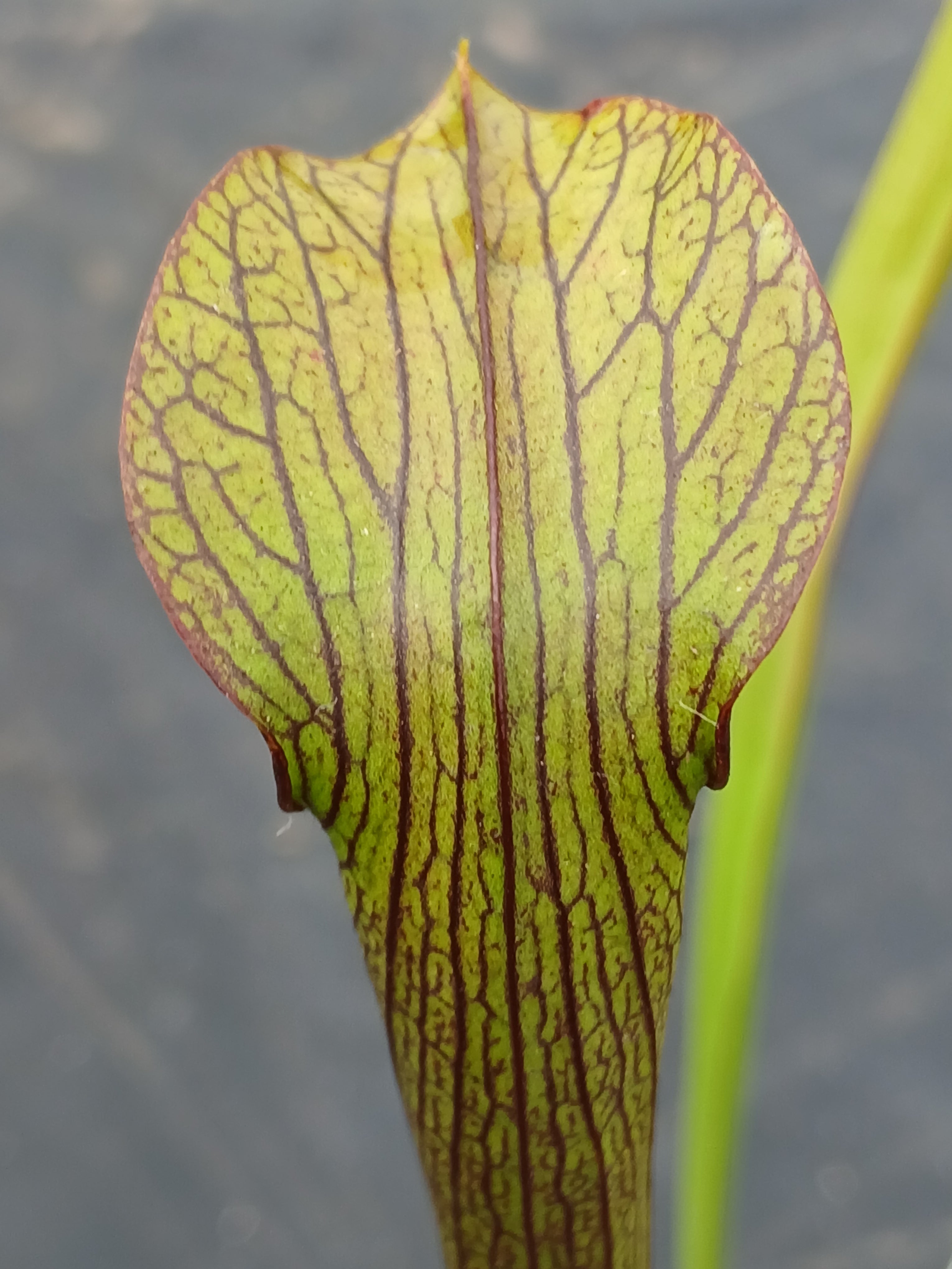 Carniflore Sarracenia rubra long lid plante carnivore 11cm