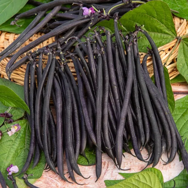 Bakker Haricot à rames graine violette sachet 100g sans fil