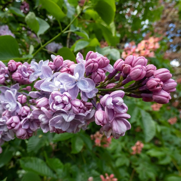 Bakker Lilas double bleu arbuste pot 9cm 10-15cm