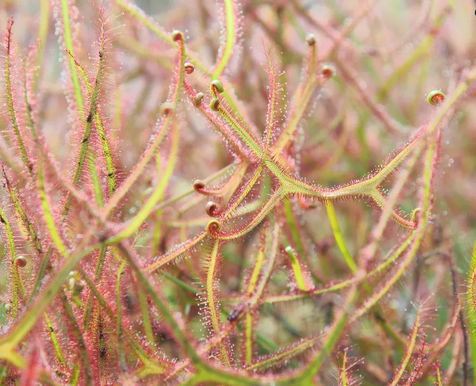 Carniflore Drosera binata Marston Dragon plante carnivore 9cm