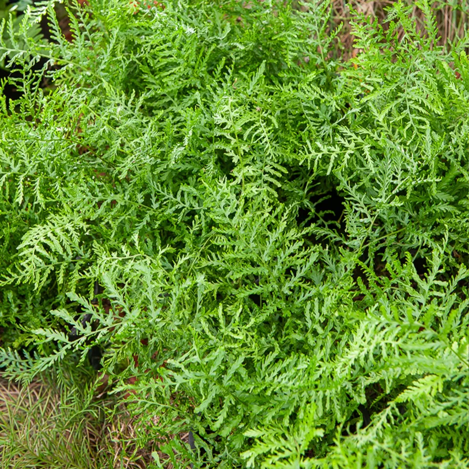 Bakker Fougère mâle Linearis Polydactyla pot 9cm