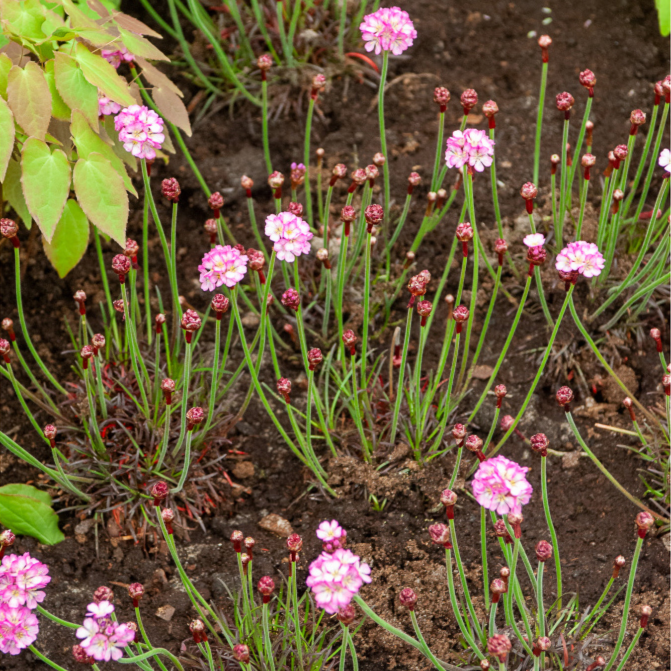 Bakker Rosea Compacta gazon d'Espagne pot 9cm rose