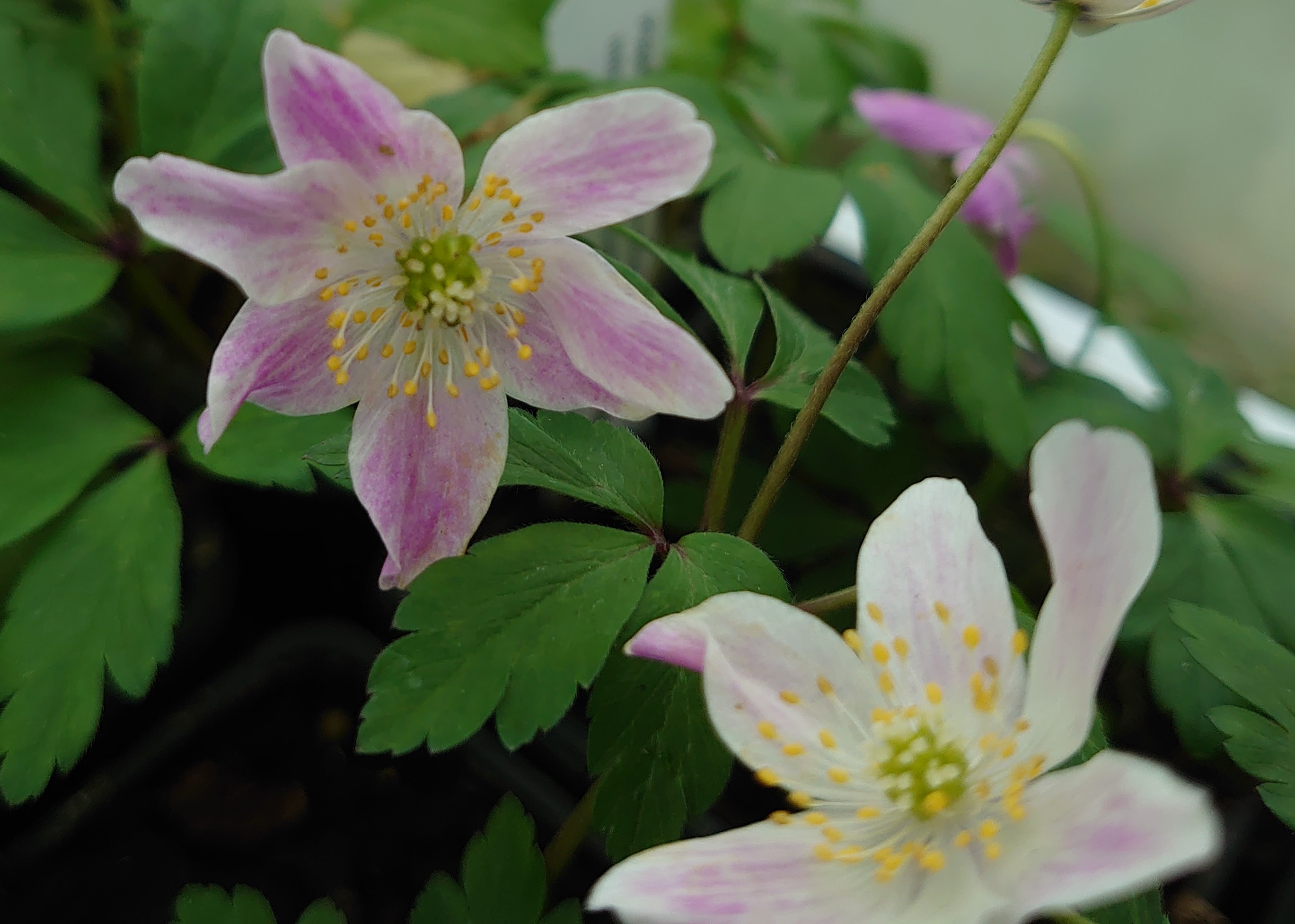 Passion Vivaces Anemone nemorosa Frühlingsfest plante vivace godet