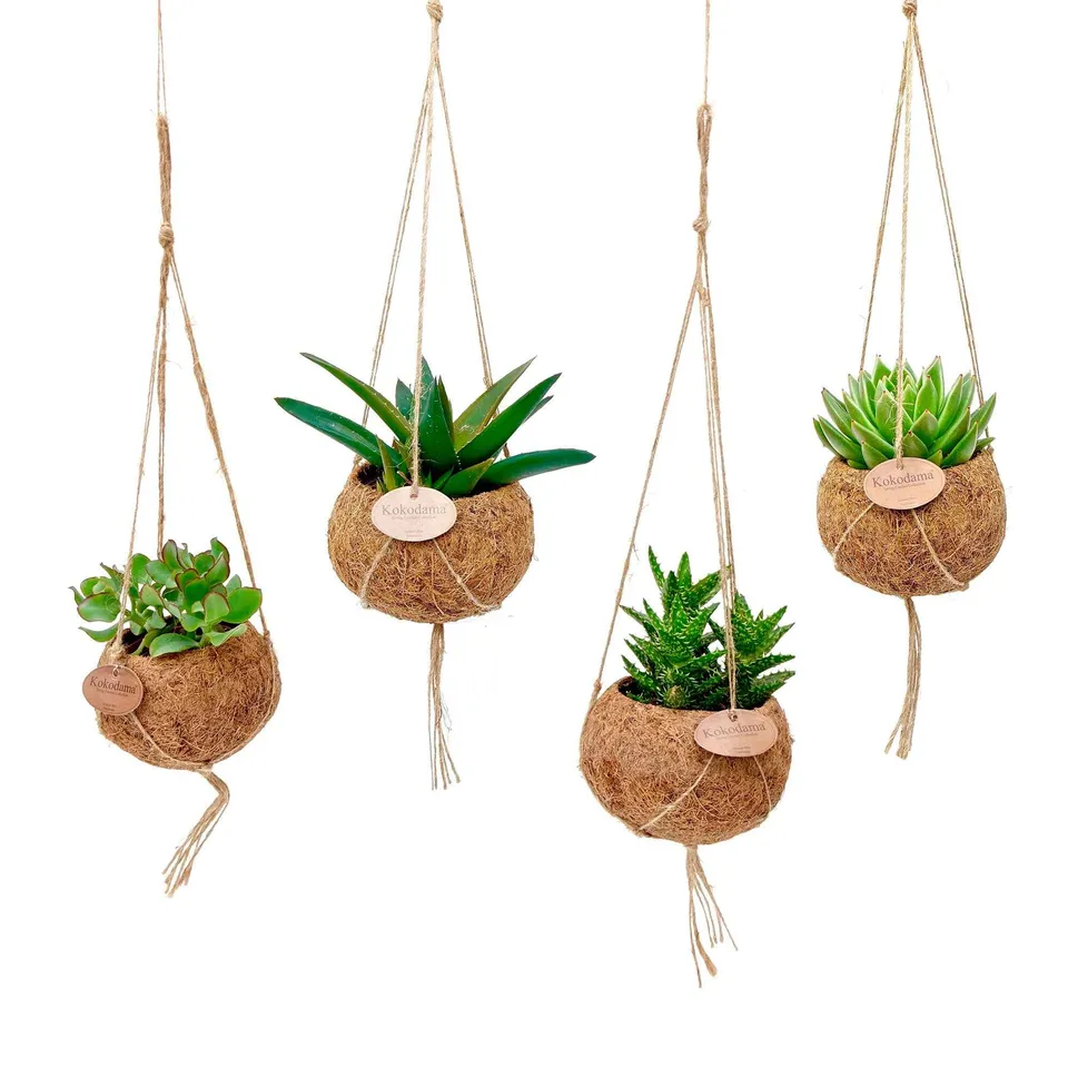 Bakker Succulentmix 4 plantes grasses pots coco Ø12cm