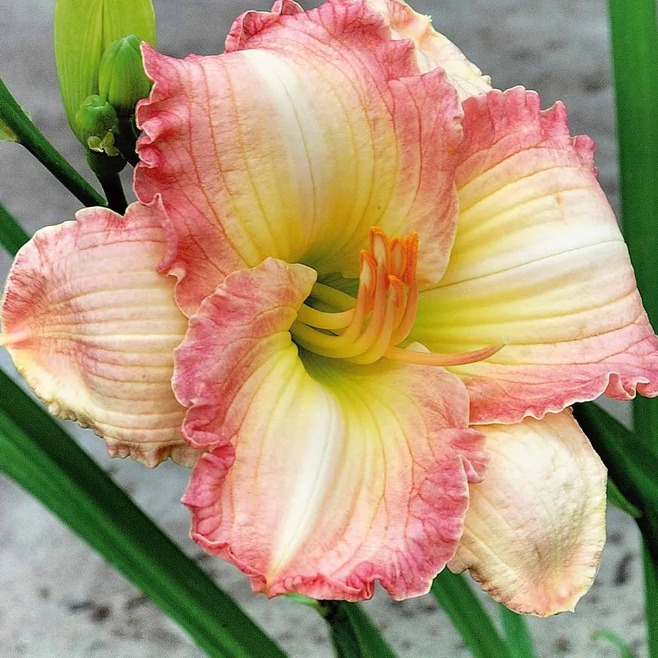 Bakker Plantes vivaces Hémérocalle Frosted Vintage Ruffles crème 3 racines