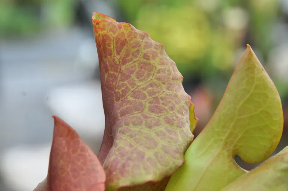Carniflore Sarracenia x catesbaei inverted veins plante 1 point