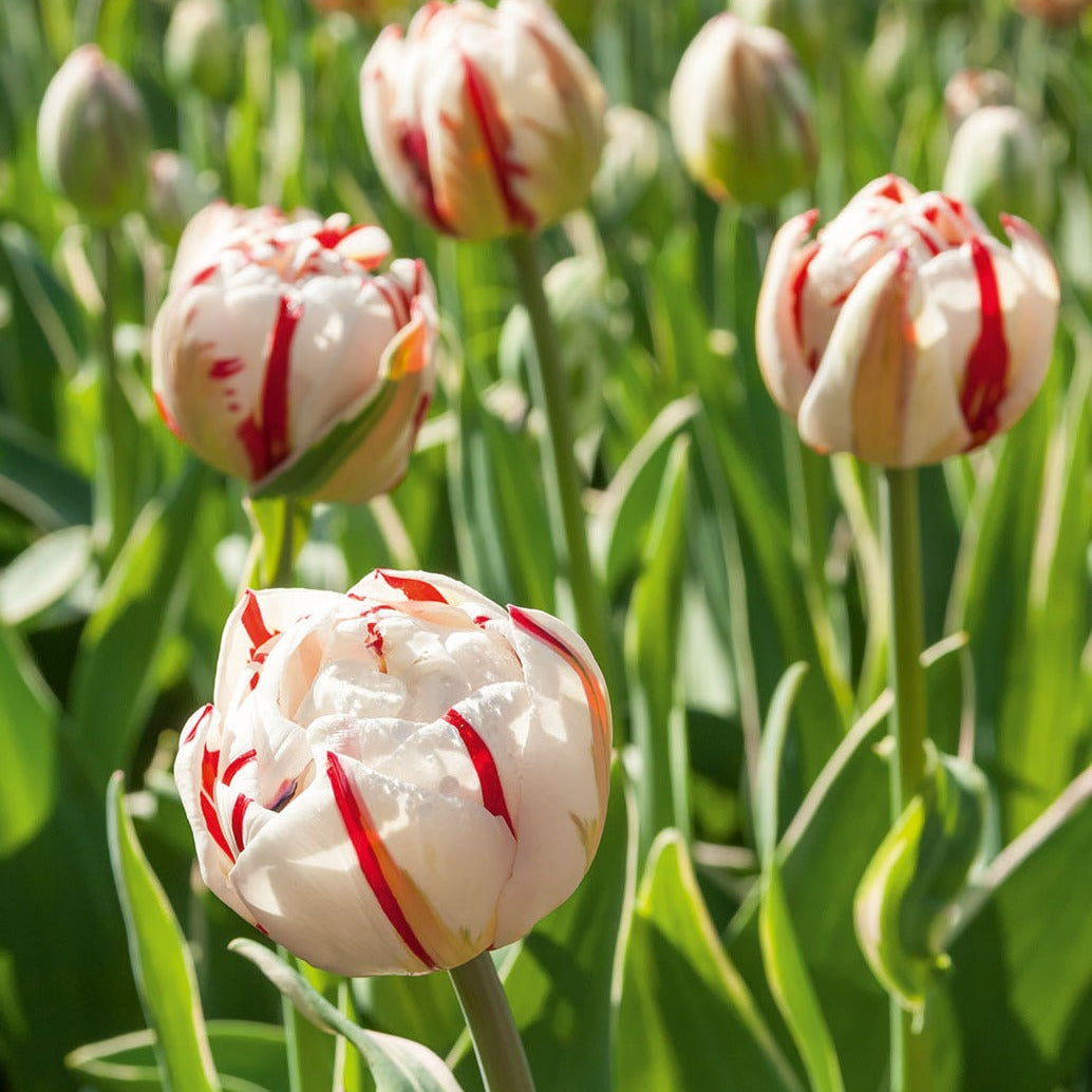 Bakker Bulbes à fleurs Tulipe Carnaval de Nice bulbe sachet 10 double
