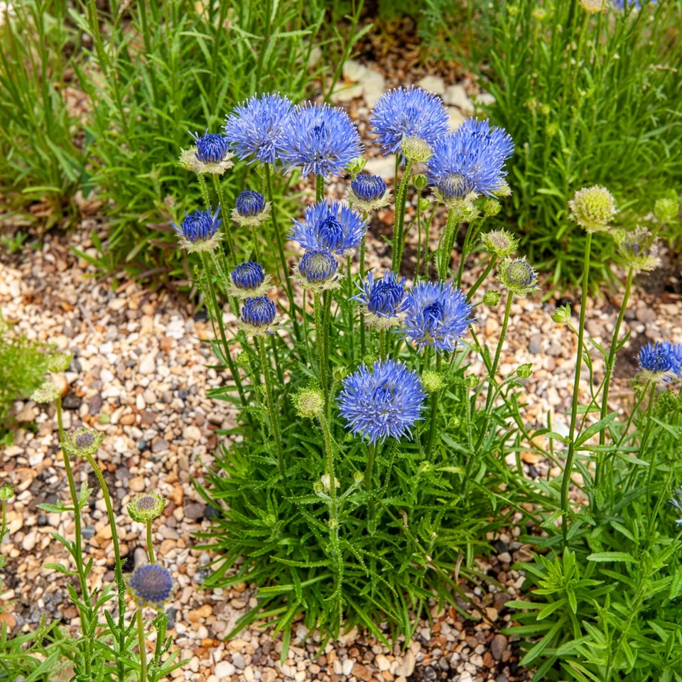 Bakker Jasione Blaulicht vivace pot 9cm bleue