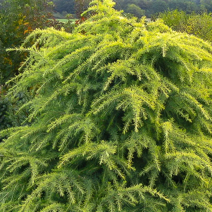 Bakker Arbustes Cèdre Himalaya nain doré conifère pot 2L 25-30cm