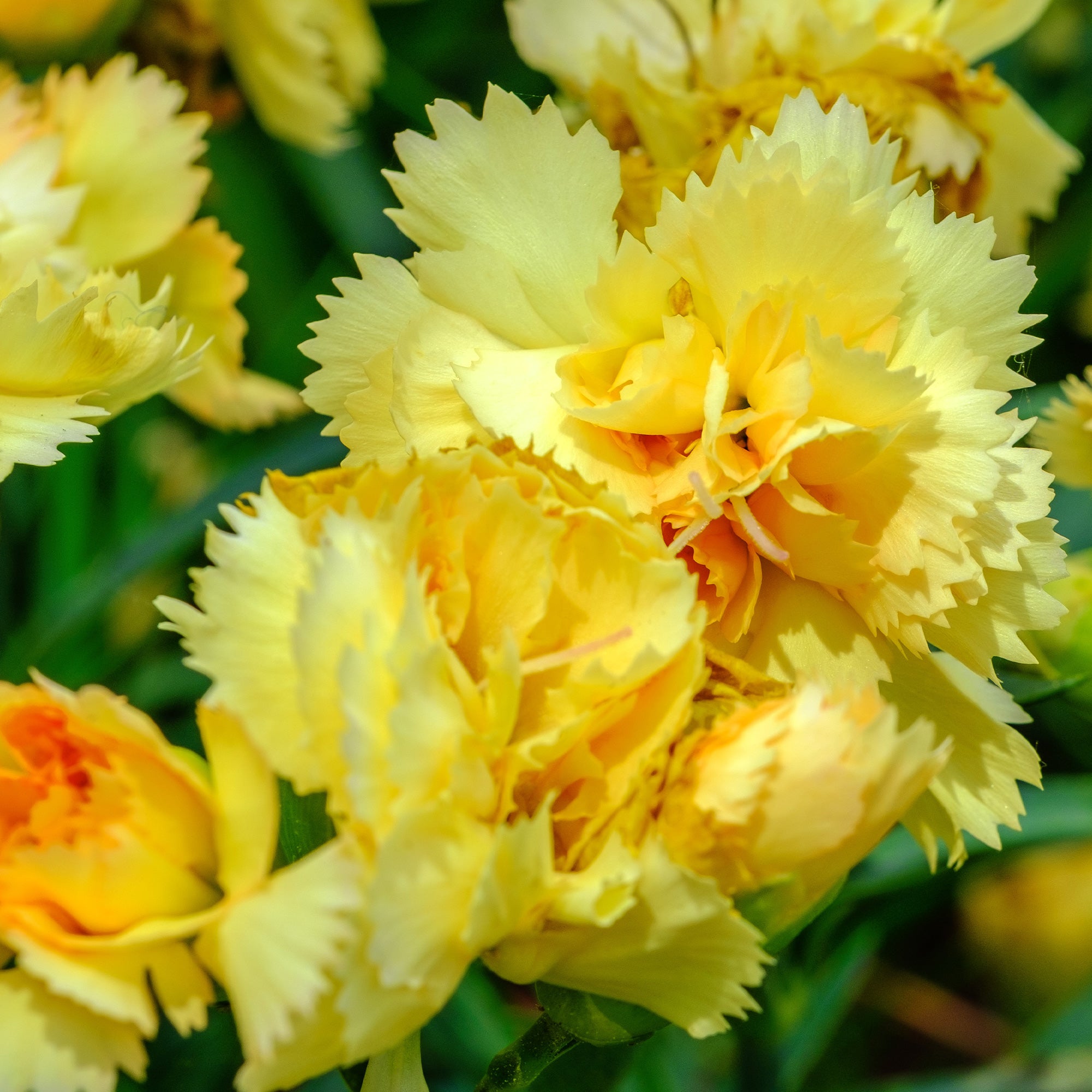 Bakker 2 Œillets Grenadin Jaune 2 pots Ø9cm parfumés