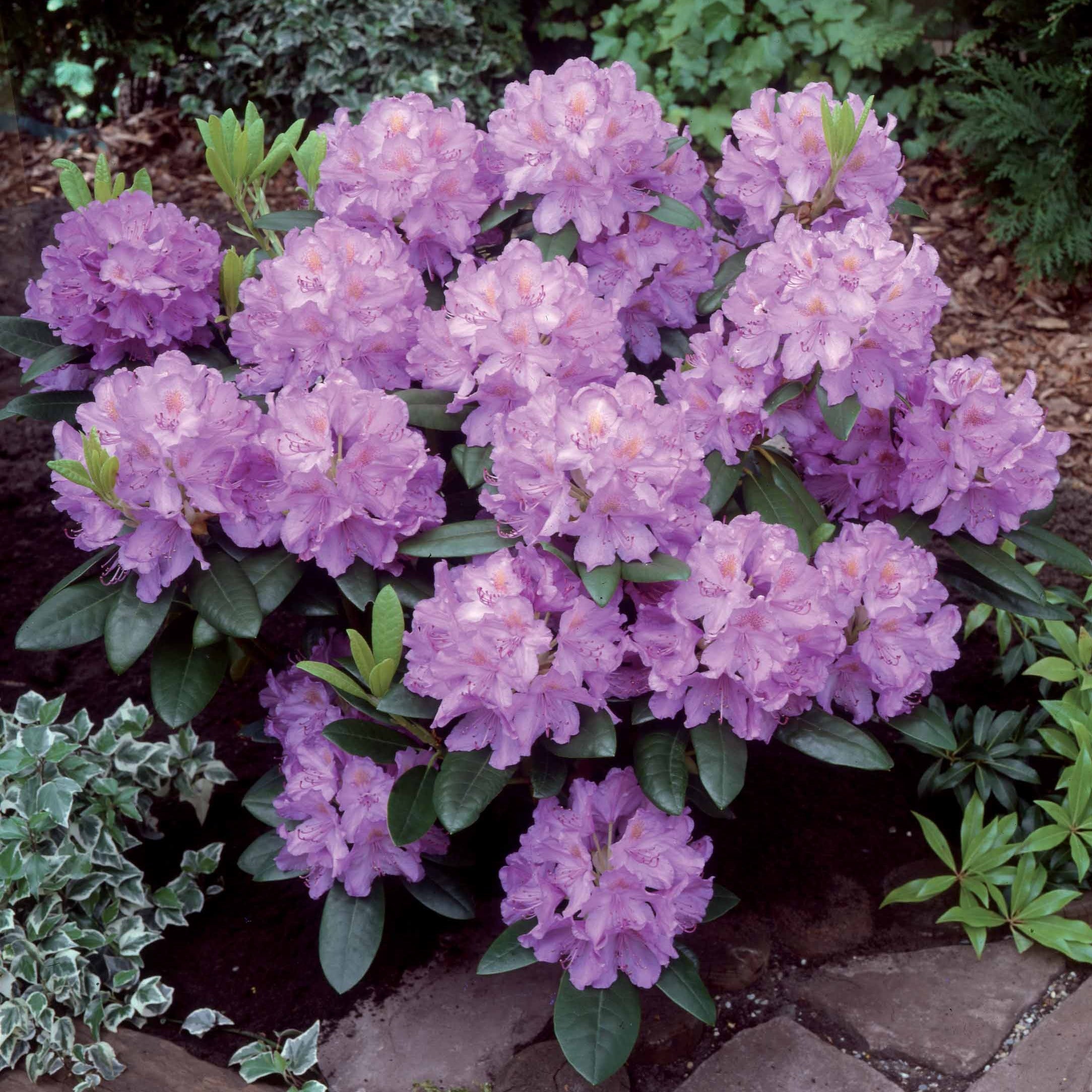 Bakker Rhododendron Catawbiense Grandiflorum pot 3L violet