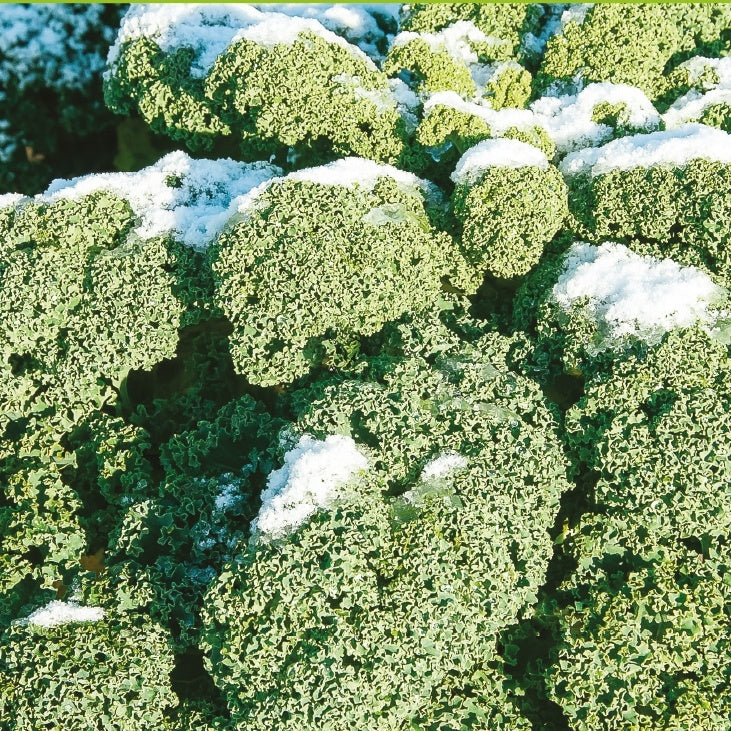 Bakker Chou frisé Westlandse Winter graines sachet 0,7g