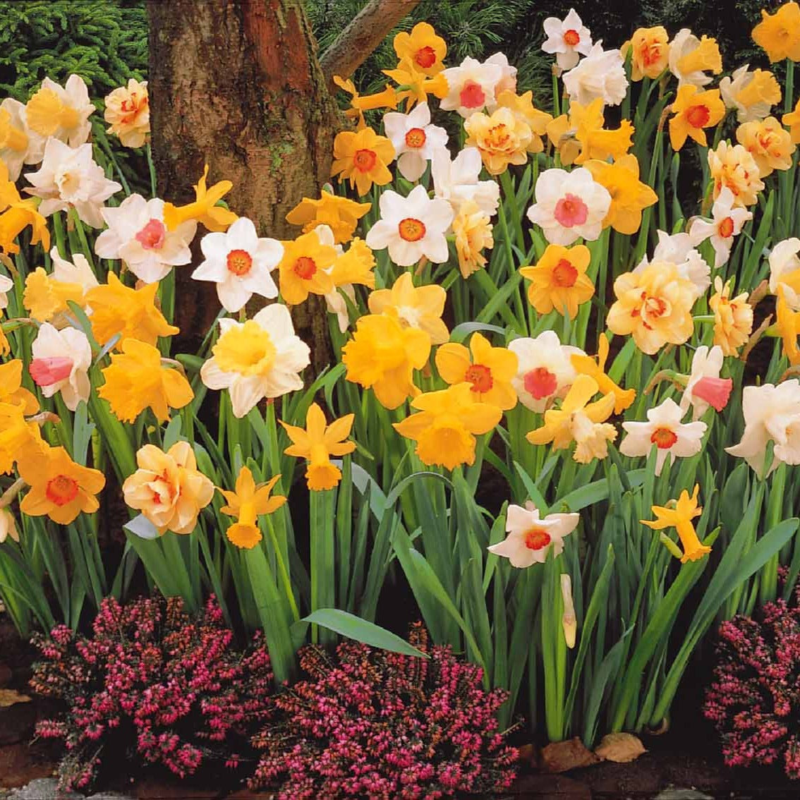 Bakker Narcisses en mélange bulbes sachet 20 calibres 12-14cm