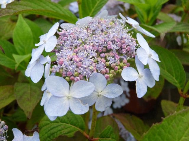 Les Hortensias du Haut Bois Tiara hortensia serrata compact