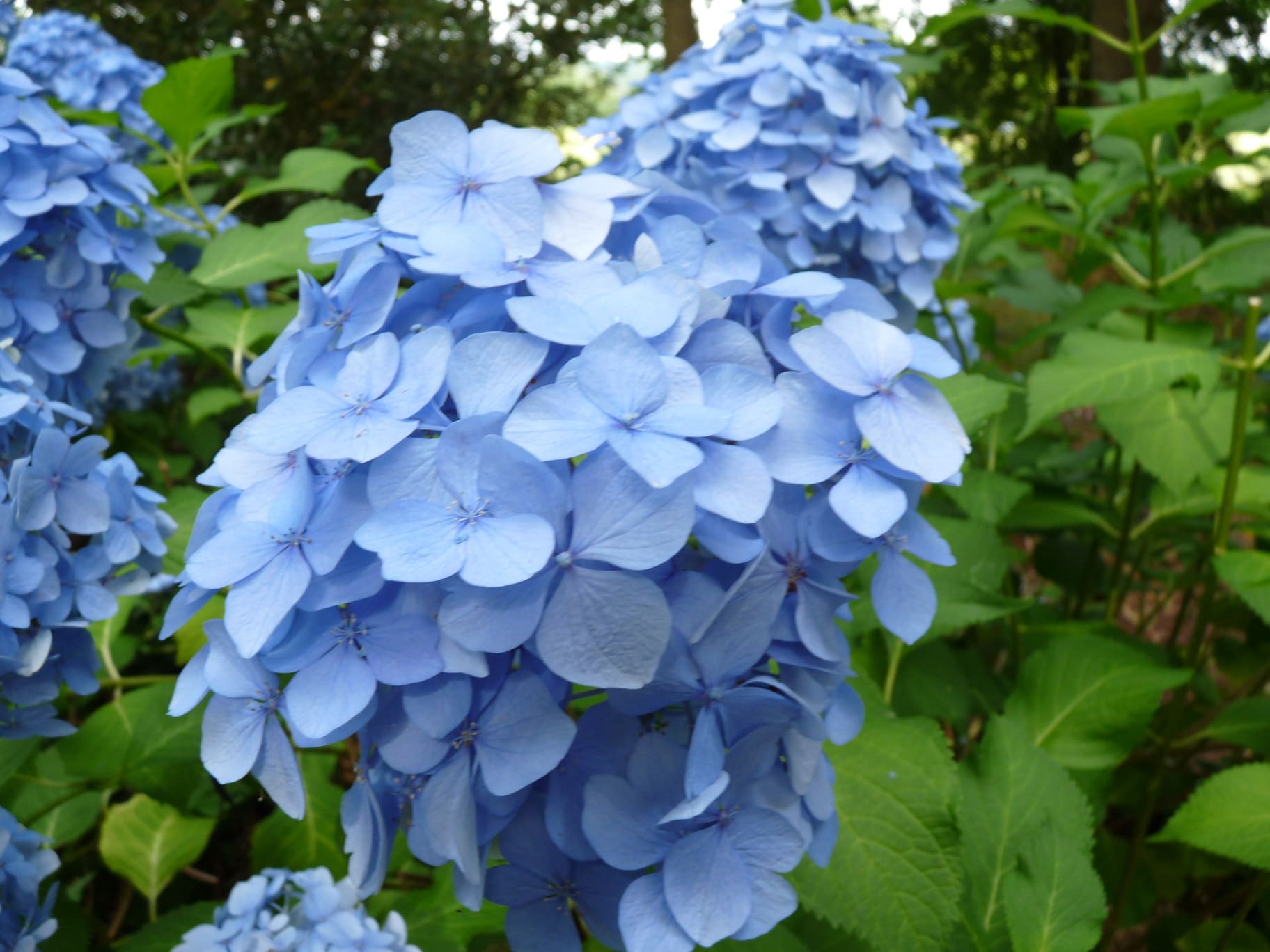 Les Hortensias du Haut Bois Wryneck hortensia rondes