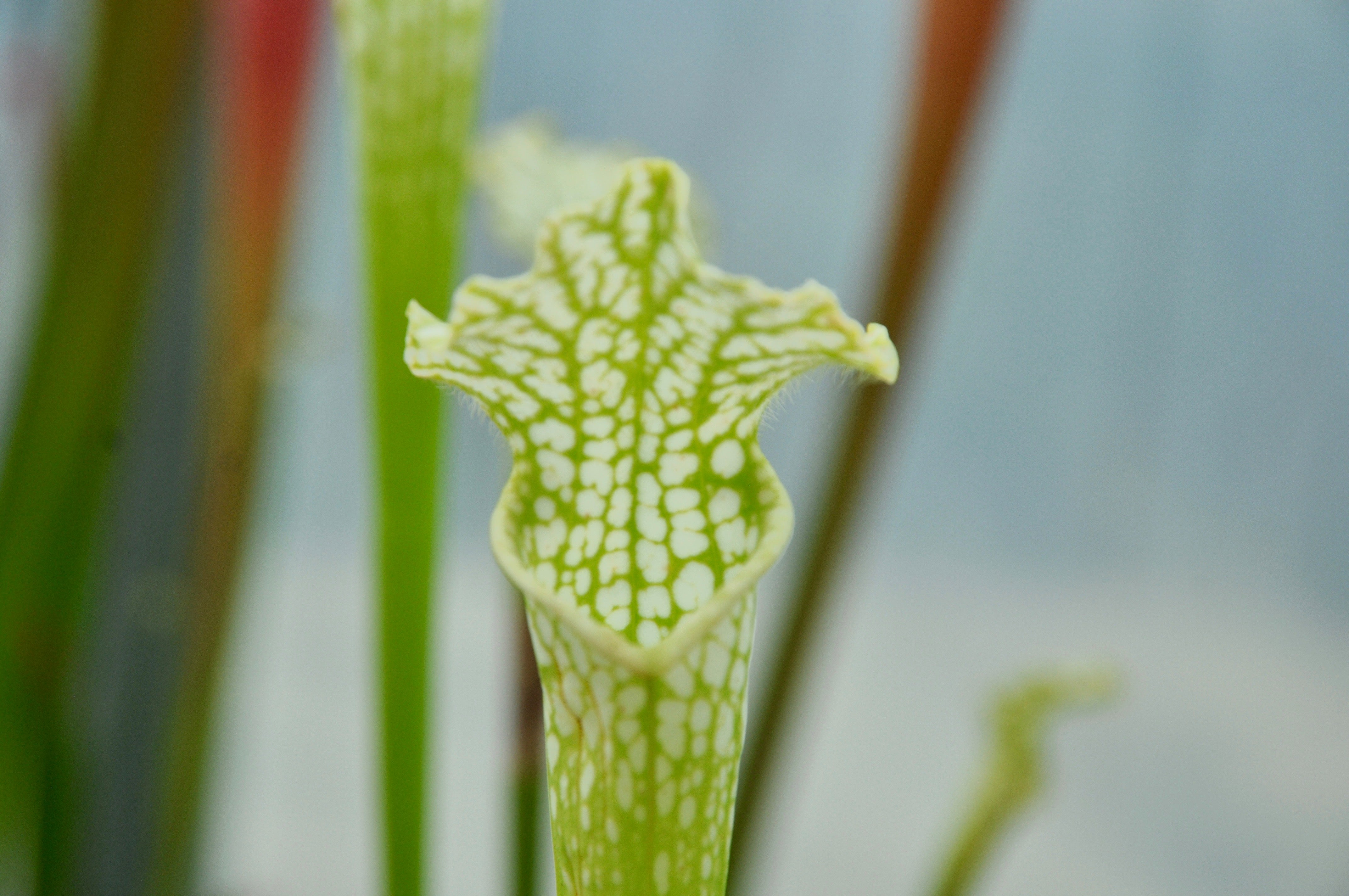 Carniflore Sarracenia leucophylla viridescens plante carnivore