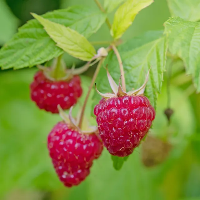 Bakker Fruitiers Framboisier Zeva plant en pot 3L remontant