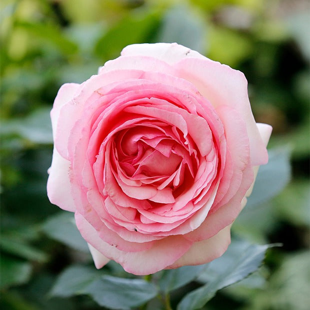 Bakker Collection 2 rosiers anglais racines nues parfumés